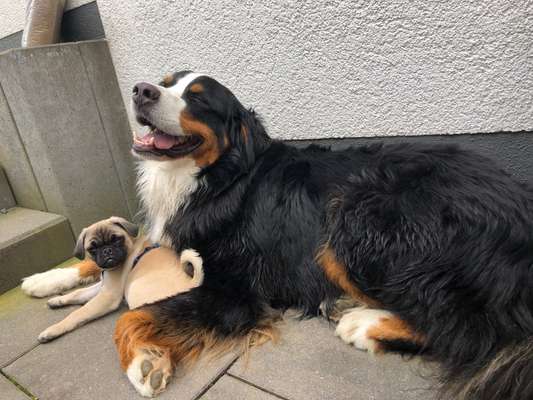 Die Dogorama Wochen Challenge "Friends will be Friends"-Beitrag-Bild