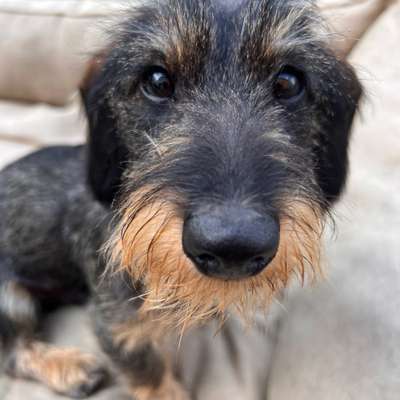 Hundetreffen-Spieltreffen & Gassirunde-Bild