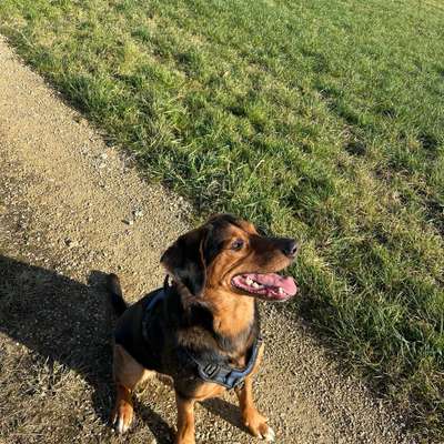 Hundetreffen-Junghunde  Hunde treffen/spielen-Bild