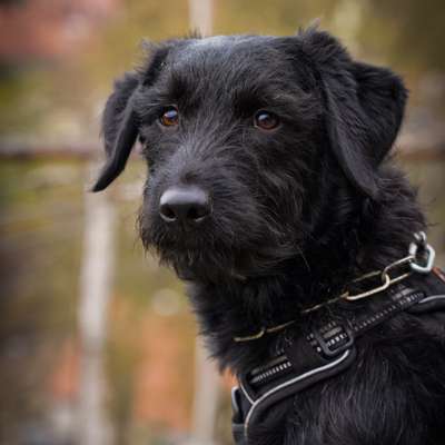 Hundetreffen-Fotoshooting beim Gassi gehen-Bild