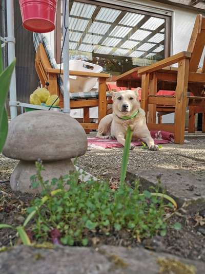 Hundetreffen-Trainingspartner/in gesucht-Bild