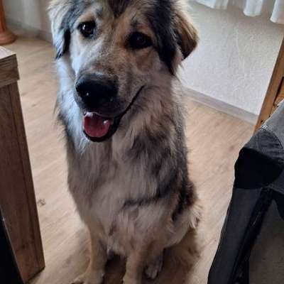 Hundetreffen-Spielen und Gassigehen in Aschaffenburg oder Umgebung-Bild