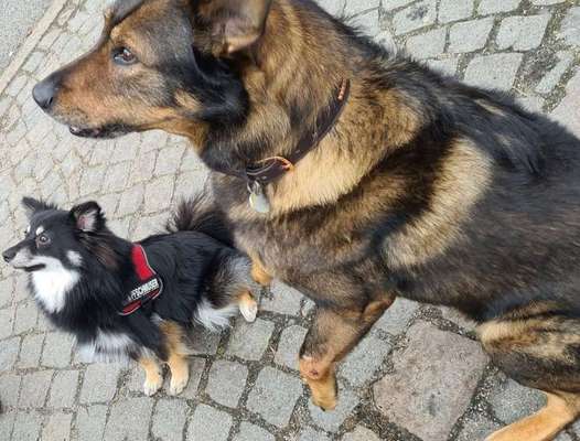 Die Dogorama Wochen Challenge "Friends will be Friends"-Beitrag-Bild