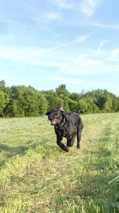 Hundetreffen-Spielkameraden für Nala-Bild