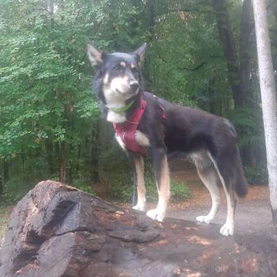 Hundetreffen-2-3 Teams für Kurs "Objektsuche", Raum Kiel