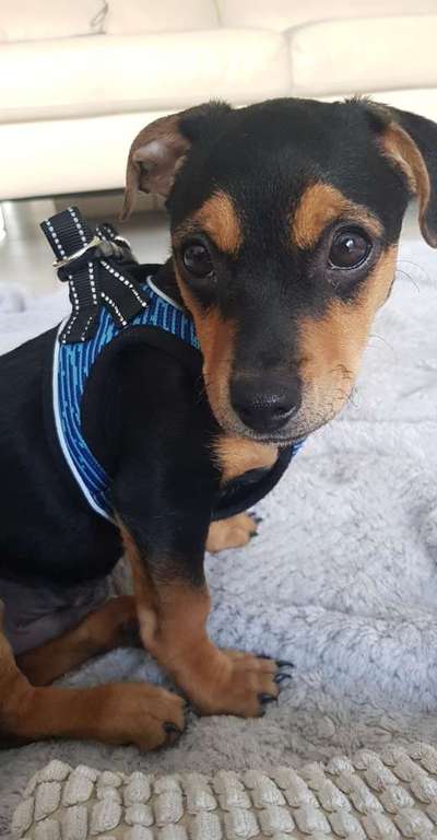 Mischlinge raten - Rätselspaß-Beitrag-Bild