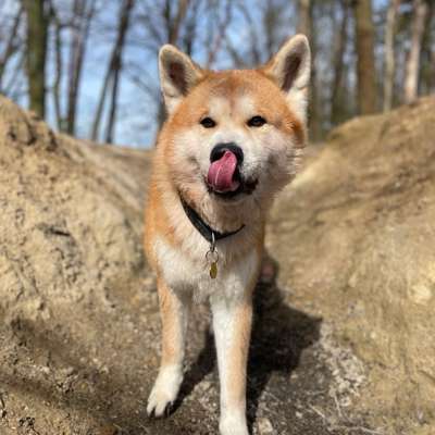 Hundetreffen-Gassigehen im Grünen Süden von Berlin☺️🌳🐕-Bild