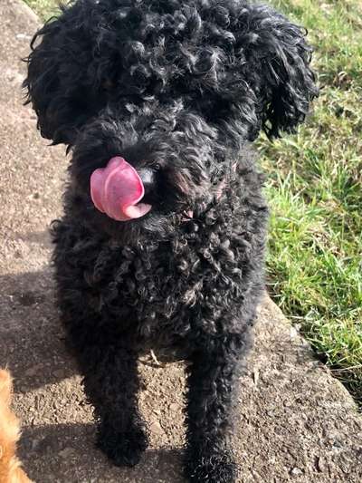 Fotochallenge Nr. 59 - Mein Hund zeigt die Zunge-Beitrag-Bild