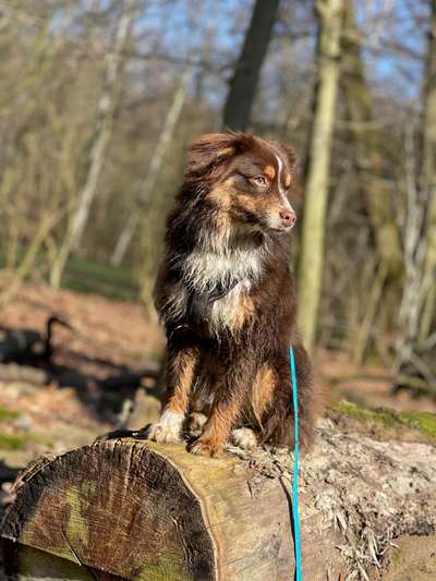 Challenge 23 : "  Euer Hund beim Frühlingserwachen "-Beitrag-Bild