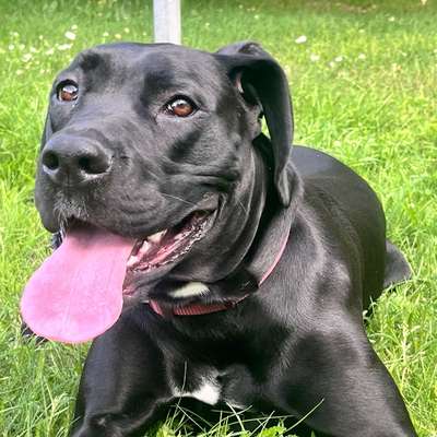 Hundetreffen-Spielfreunde für Freya-Bild