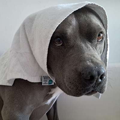 Hundetreffen-Toben im Garten oder spazieren gehen-Bild