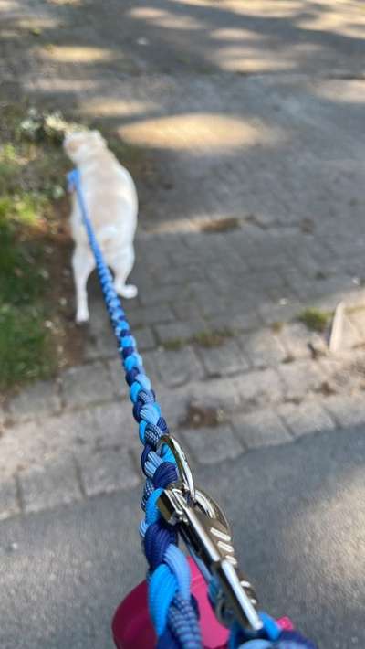 Wieviel Geschirre und Leinen habt Ihr?-Beitrag-Bild