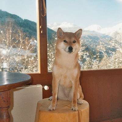 Shiba - Eltern-Beitrag-Bild