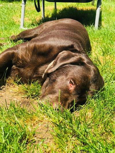 Zeigt her eure Labbis!-Beitrag-Bild