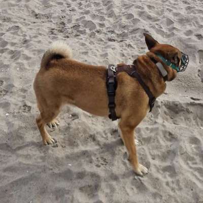 Wie optimal ist das Körpergewicht meines Hundes?-Beitrag-Bild