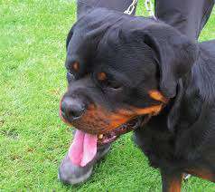 Qualzucht - Warum Aufklärung alleine nicht reicht-Beitrag-Bild