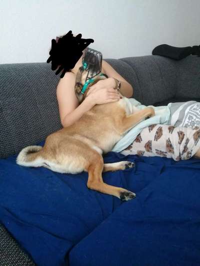 Wesensveränderung, Tierärztliche Untersuchung-Beitrag-Bild