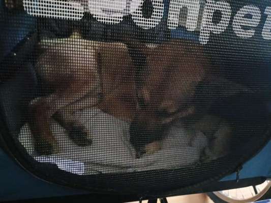 Wesensveränderung, Tierärztliche Untersuchung-Beitrag-Bild