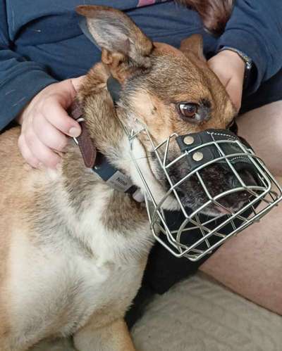 Wie sitzt mein Maulkorb / Maulkorb-Beratung-Beitrag-Bild