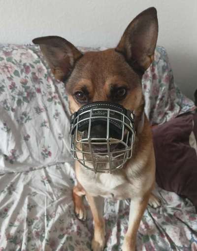 Wie sitzt mein Maulkorb / Maulkorb-Beratung-Beitrag-Bild