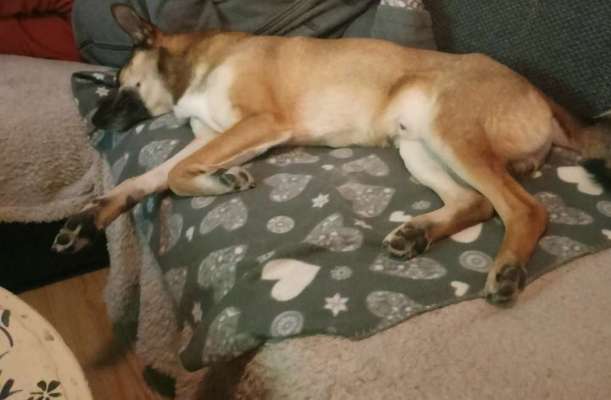 Wesensveränderung, Tierärztliche Untersuchung-Beitrag-Bild