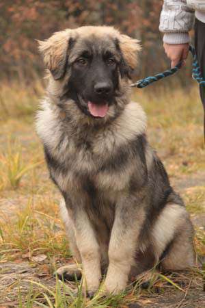 Qualzucht - Warum Aufklärung alleine nicht reicht-Beitrag-Bild