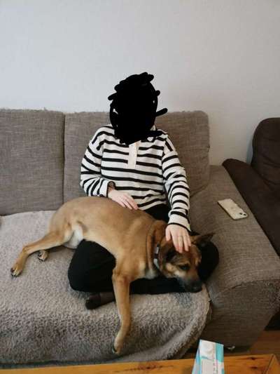 Wesensveränderung, Tierärztliche Untersuchung-Beitrag-Bild