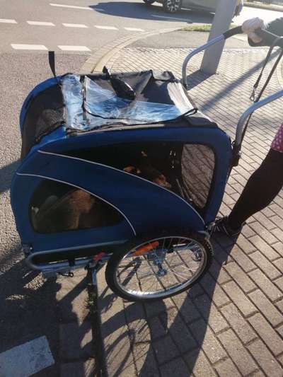 Wesensveränderung, Tierärztliche Untersuchung-Beitrag-Bild