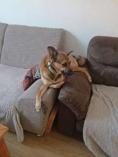 Spitzname(n) Deines Hundes-Beitrag-Bild