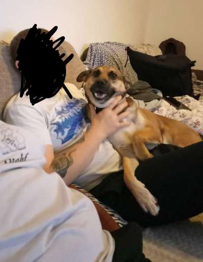 Wesensveränderung, Tierärztliche Untersuchung-Beitrag-Bild