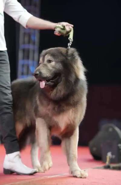 Qualzucht - Warum Aufklärung alleine nicht reicht-Beitrag-Bild