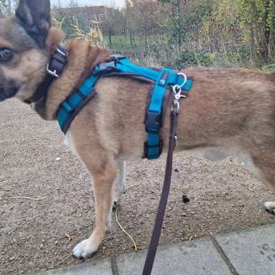 Wie optimal ist das Körpergewicht meines Hundes?-Beitrag-Bild