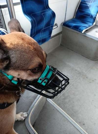 Wie sitzt mein Maulkorb / Maulkorb-Beratung-Beitrag-Bild