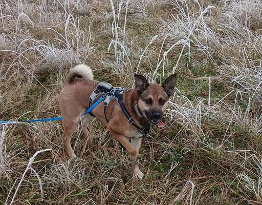 Hat schonmal jemand die Rasse beim Mischling bestimmen lassen?-Beitrag-Bild