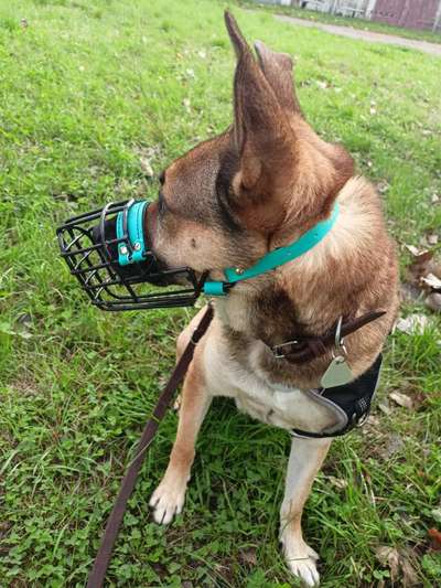 Freilauf mit Maulkorb?-Beitrag-Bild