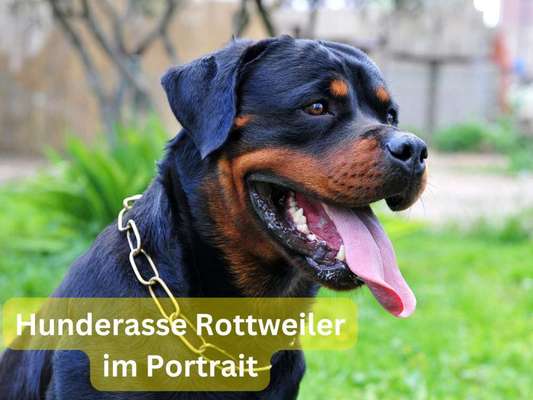 Qualzucht - Warum Aufklärung alleine nicht reicht-Beitrag-Bild