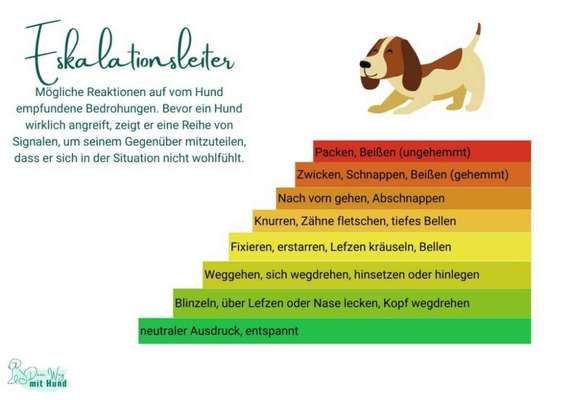 Aggression beim Hund.-Beitrag-Bild