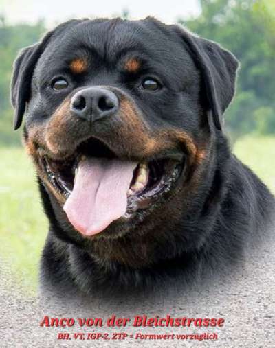 Qualzucht - Warum Aufklärung alleine nicht reicht-Beitrag-Bild