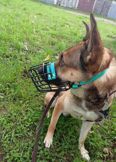 Wie sitzt mein Maulkorb / Maulkorb-Beratung-Beitrag-Bild