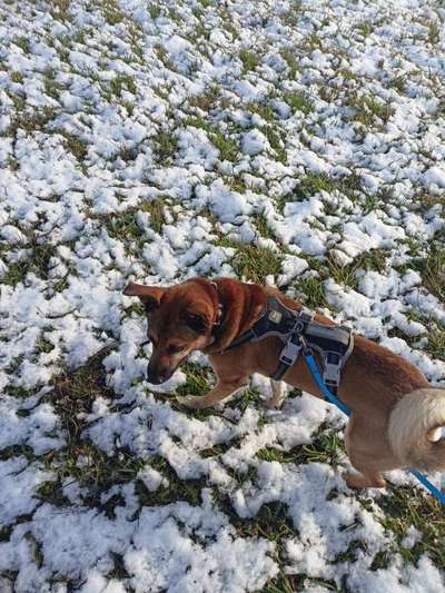 Welche Rassen könnten in diesem Mix stecken?-Beitrag-Bild