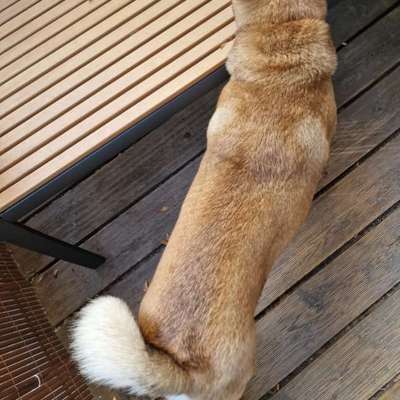 Wie optimal ist das Körpergewicht meines Hundes?-Beitrag-Bild