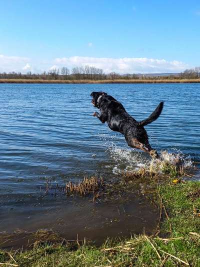 Dogorama-Monats-Challenge-Mai "Wasser"-Beitrag-Bild