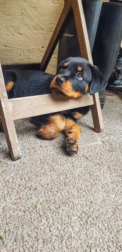 Welpen Bilder !-Beitrag-Bild