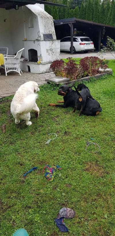 Bester Freund, Hundekumpel - zeigt her!-Beitrag-Bild