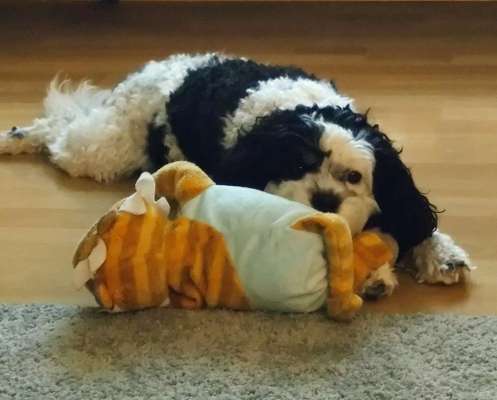 Zeigt her eure Pudel und Pudelmischlinge (:-Beitrag-Bild