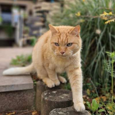 Giftköder-Katzenbetreuung-Bild