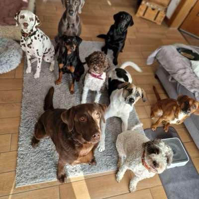Giftköder-Urlaubsbetreuung - Hund-Bild