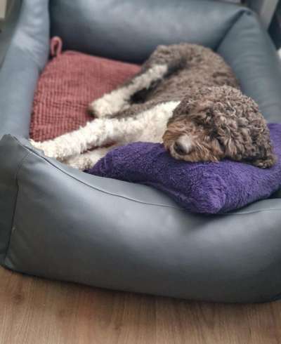 Giftköder-Tagesbetreuung Hund-Bild