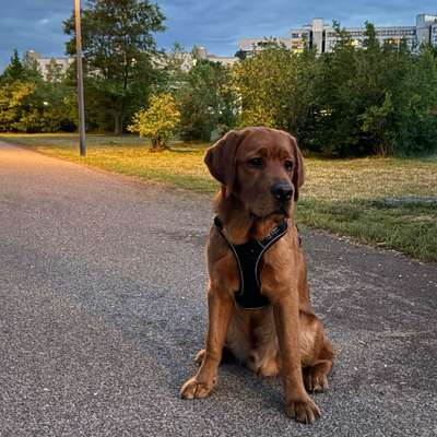 Hundetreffen-Spielfreunde gesucht-Bild
