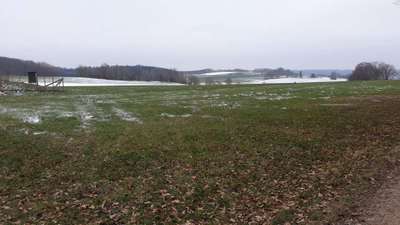 Hundeauslaufgebiet-Wanderrundweg Angelberger Forst-Bild